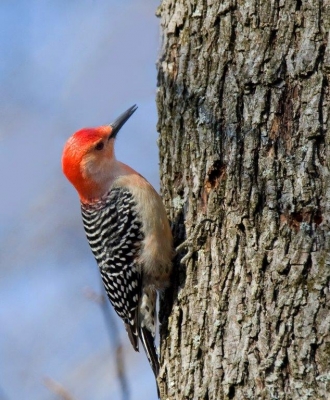 Red Bellied Woodpecker