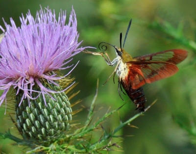 Thistle and Clearwing Moth; Panel 4 No 9