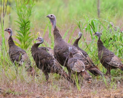 Turkey family; Panel 4 No 12