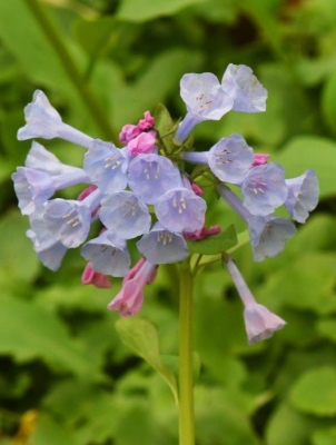 Virginia Bluebells; Panel 3 No 8c
