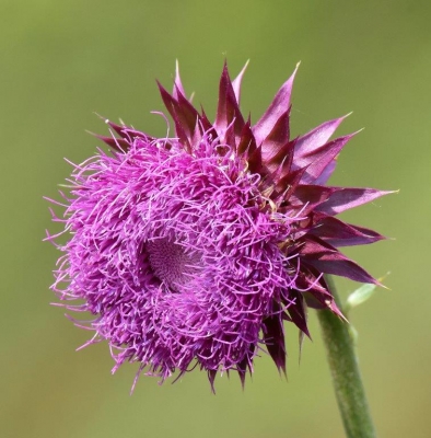 3 Purple Milk Thistle; Panel 4 No 3