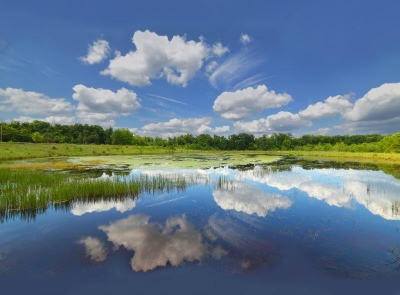 Merganser pond reflections; Panel 4 No 6