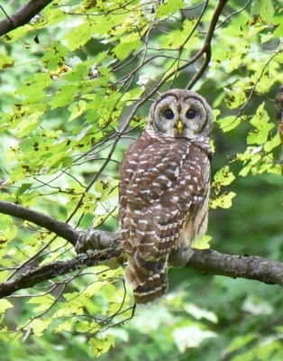Elusive Barred Owl; panel 1 No 1
