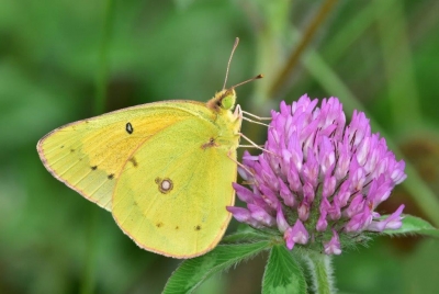 Clouded Sulphur Butterfly; Panel 2 No 4