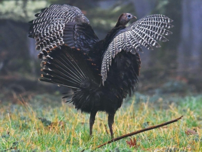 Female Turkey; Panel 2 No 2