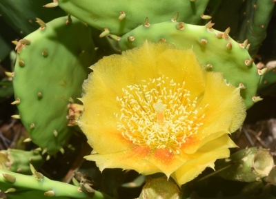 Prickly Pear; Panel 1 No 8