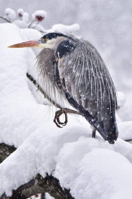 Snow falls on Great Blue Heron; Panel 6 No 2