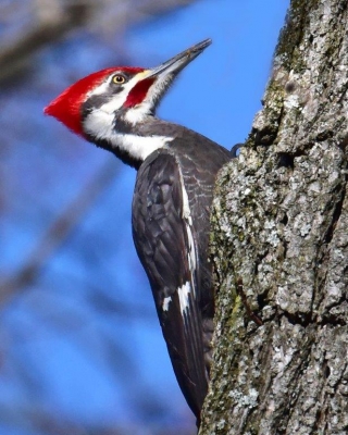 Pileated Woodpecker; Panel 5 No 7
