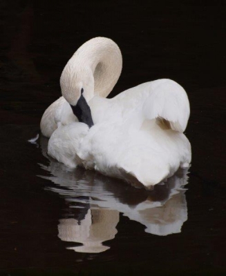 Trumpeter Swan; Panel 4 No 4