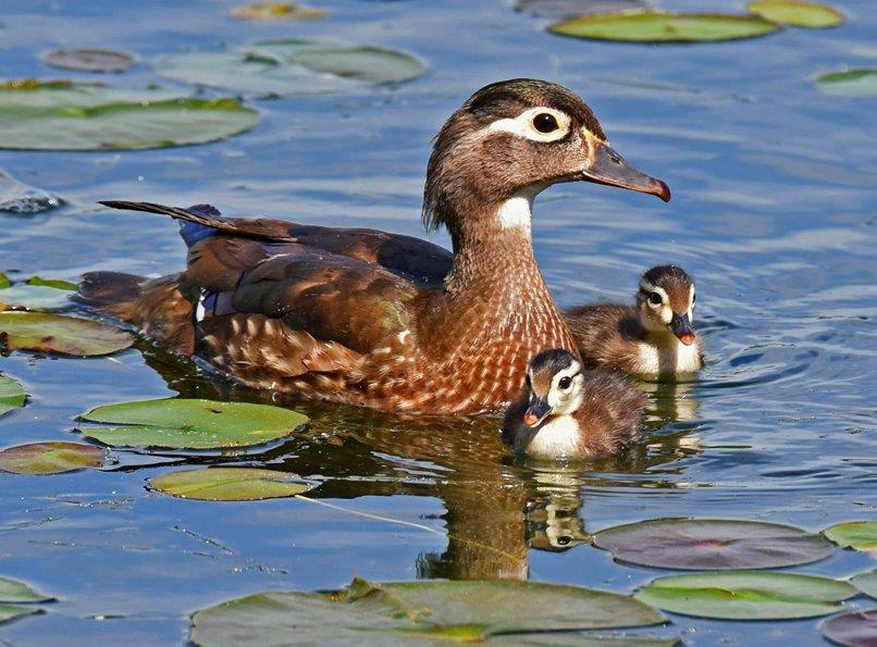 Wood Duck family Panel No 9