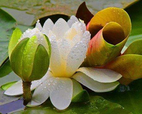 Lily and rain drops; panel 1 No 7