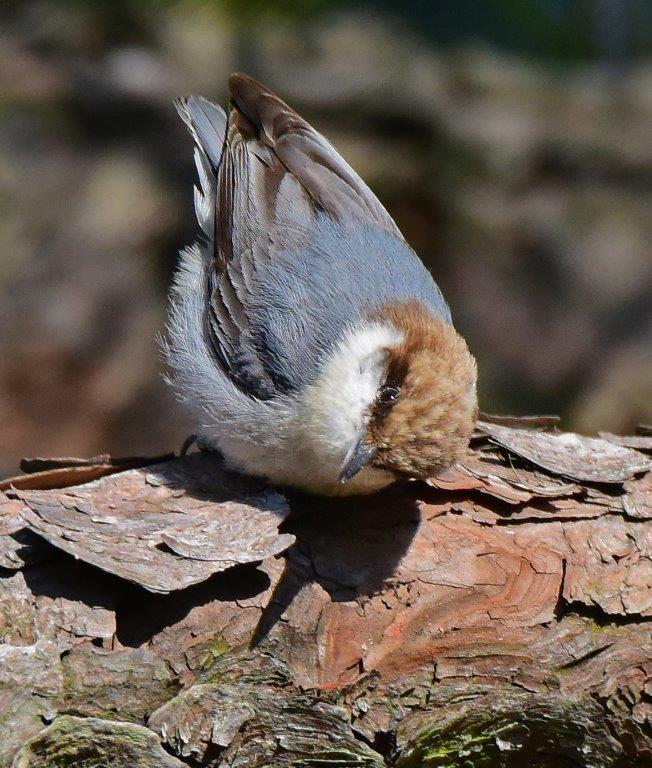 Brown headed Nuthatch panel 5 No 4