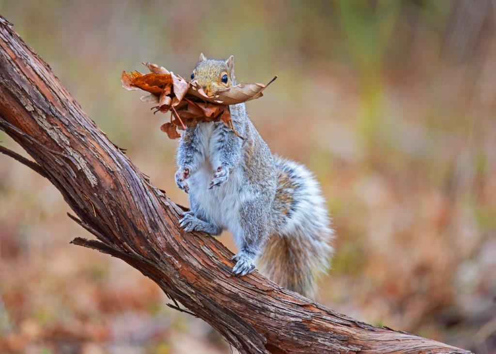 Eastern Grey Squirrel ; Panel 3 No 9