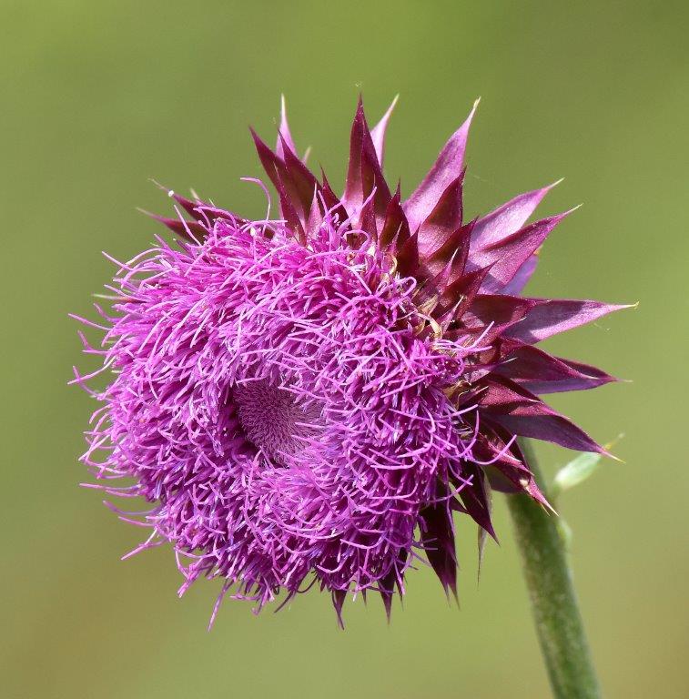 3 Purple Milk Thistle; Panel 4 No 3