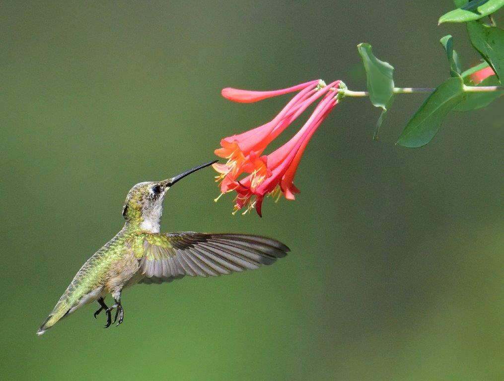 Ruby Throated Hummingbird; Panel 4 No 5