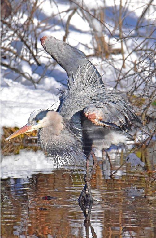 Great Blue Heron; Panel 6 No 6