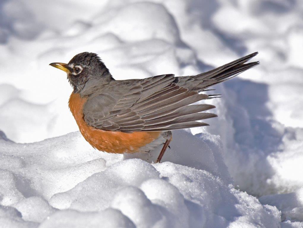 American Robin; Panel 6 No 8
