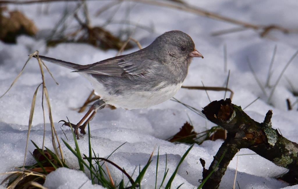 Dark eyed Junco; Panel 6 No 1 