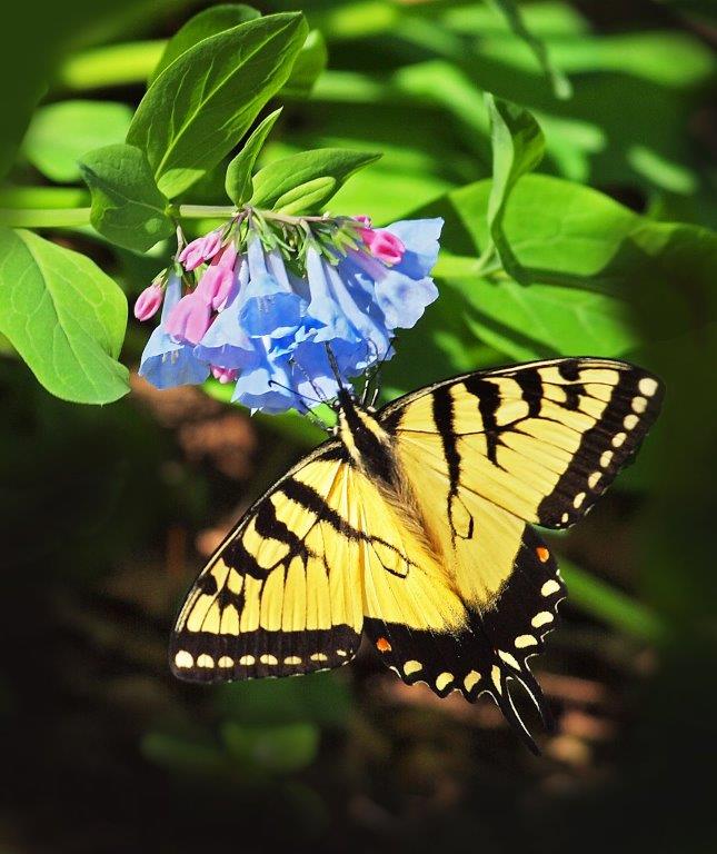Swallowtail and Bluebells; Panel 2 No 9
