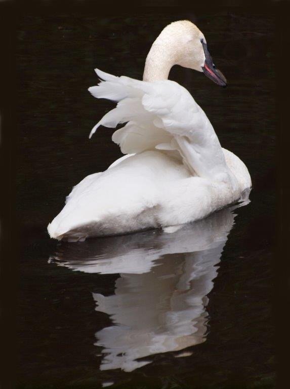 Trumpeter Swan; Panel 4 No1