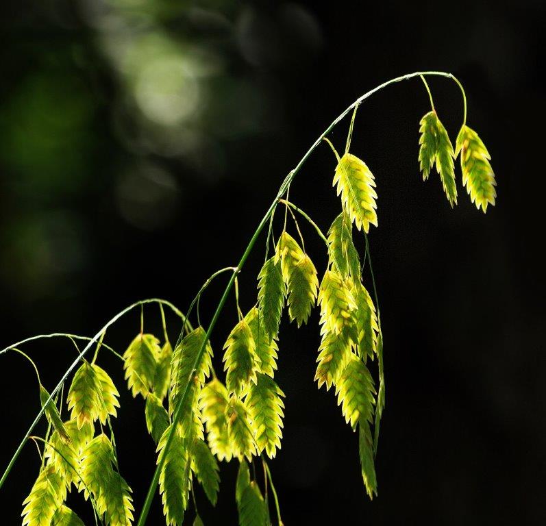 River Oat Grass; Panel 4 No 2