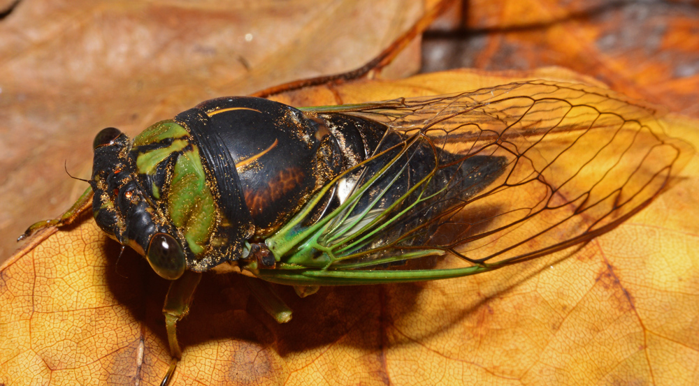 Annual Cicadas