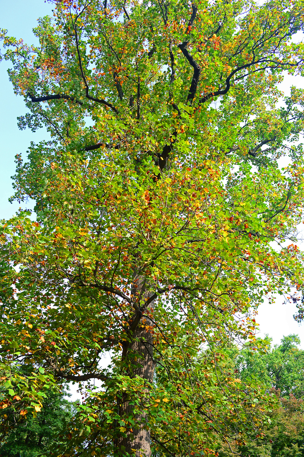 Yellow Poplar Tree