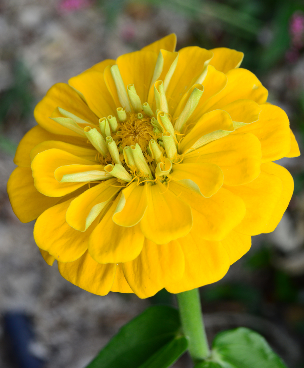 Yellow flower unknown