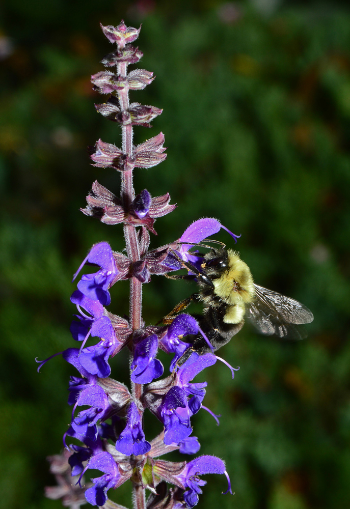 Bee pollinating salvias