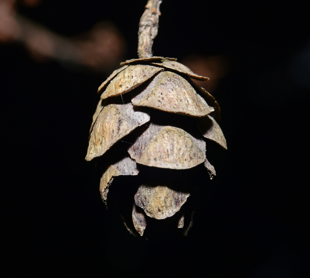 Eastern Hemlock Cone