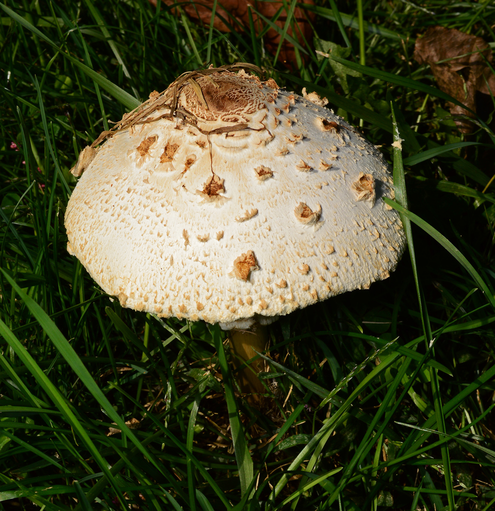 Mushroom in splendor color.