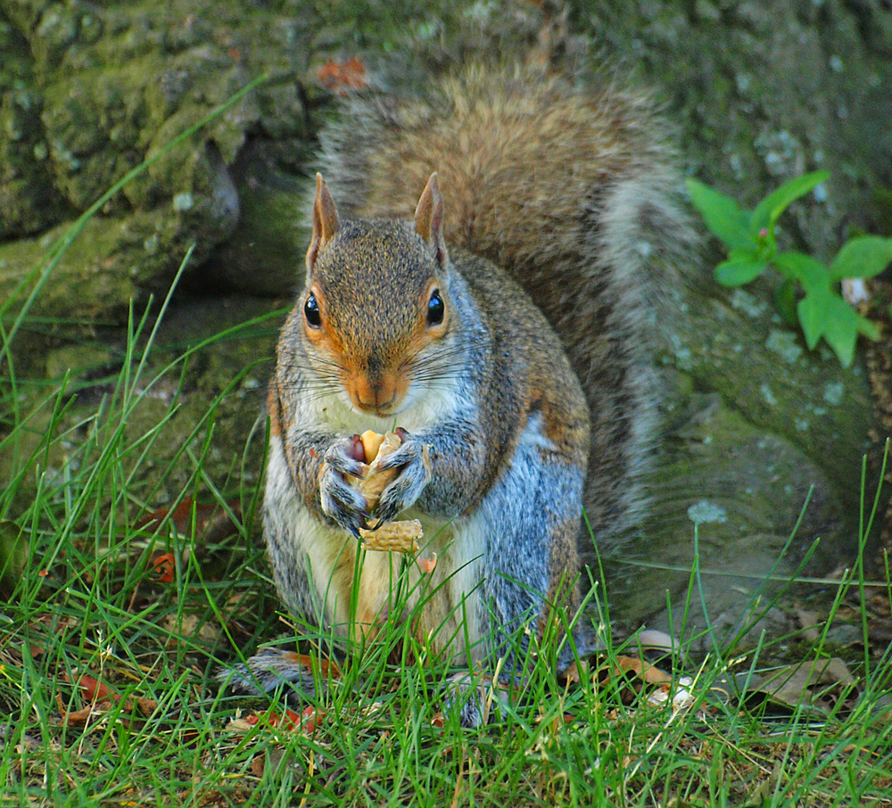 squirrel feeding on nuts