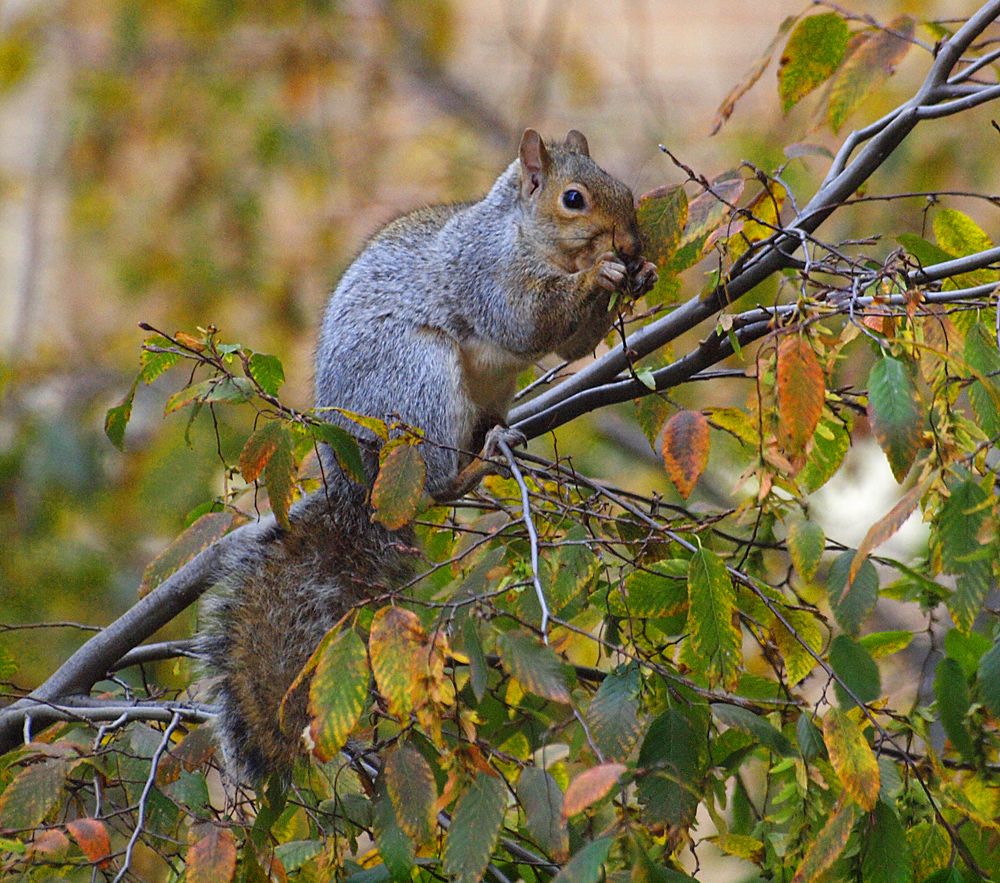 Squirrel feeding