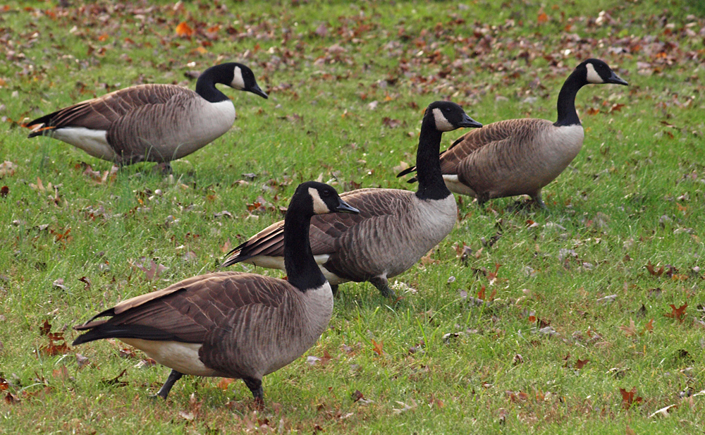 Geese walking the park