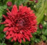 Red Dahlia