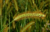 Foxtail yellow bristle grass