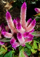 A beautiful flower (unknown)