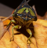 Annual Cicadas
