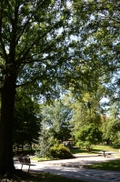 A Great old oak tree of woodside.