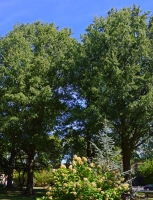 Large Oaks overview Woodside park.