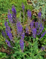 Salvias flowers
