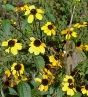 Flowering Black Eyed Susans