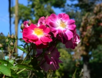 Lady Penzance. An Old Rose with A Modern Look?