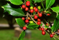 American Holly