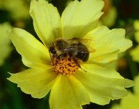 Carpenter bee pollinating flower
