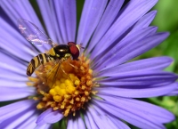 Flower fly