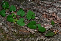 Leaf and bark