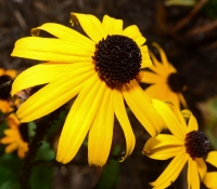 Flower Black Eyed Susan
