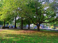 Beautiful majestic trees