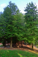 Wonderful American Holly